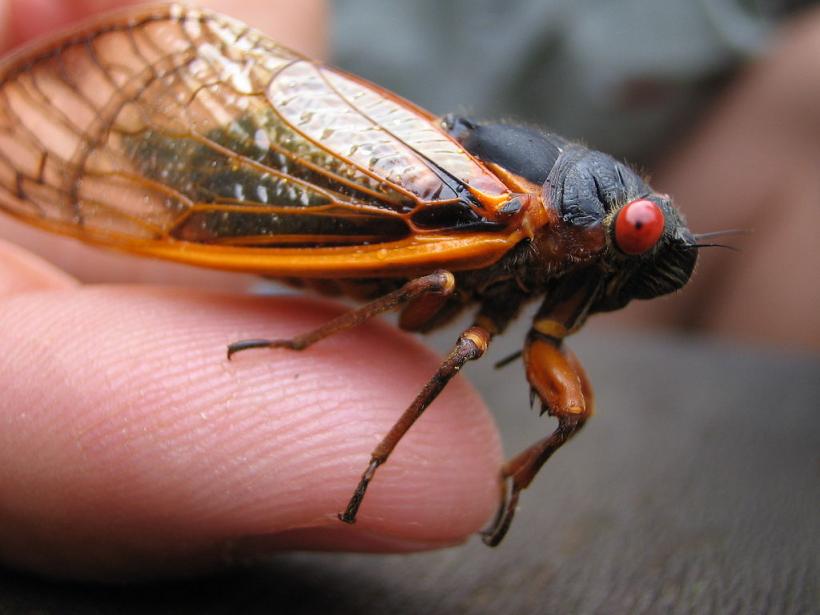 Cicadas hatched four years early. Are we entering the apocalypse?! (Image credit: By Bundschuh via Wikimedia Commons)
