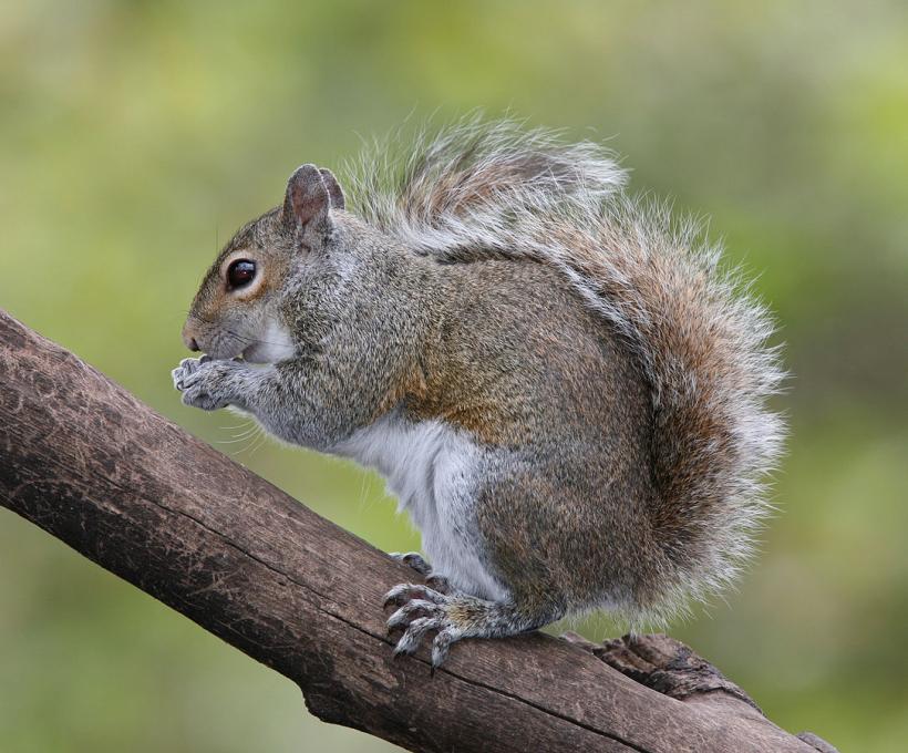 This squirrel survived an alligator encounter, so there's hope everyone. (Image Credit: By BirdPhotos.com - BirdPhotos.com via Wikimedia Commons)
