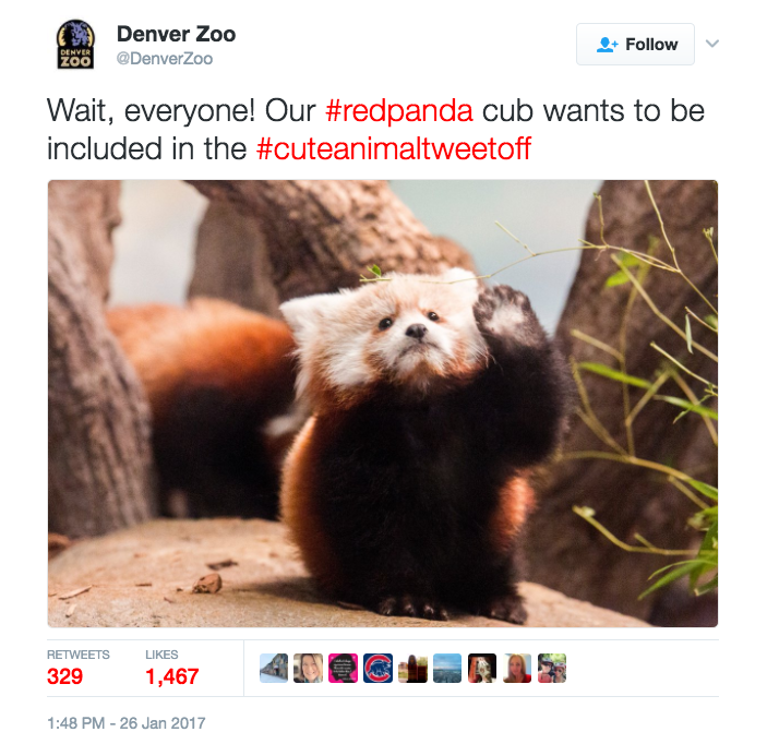 You need this in your life: #cuteanimaltweetoff. (Image Credit: Twitter/@DenverZoo)