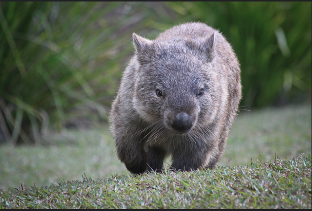 Wombats have butts that can probably kill predators. Wow. (Image Credit: Flickr/Louis Jones)