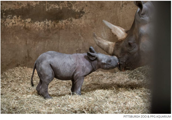 Oh yes, it's a baby rhino. You gotta feel some feels for this adorable little guy. 