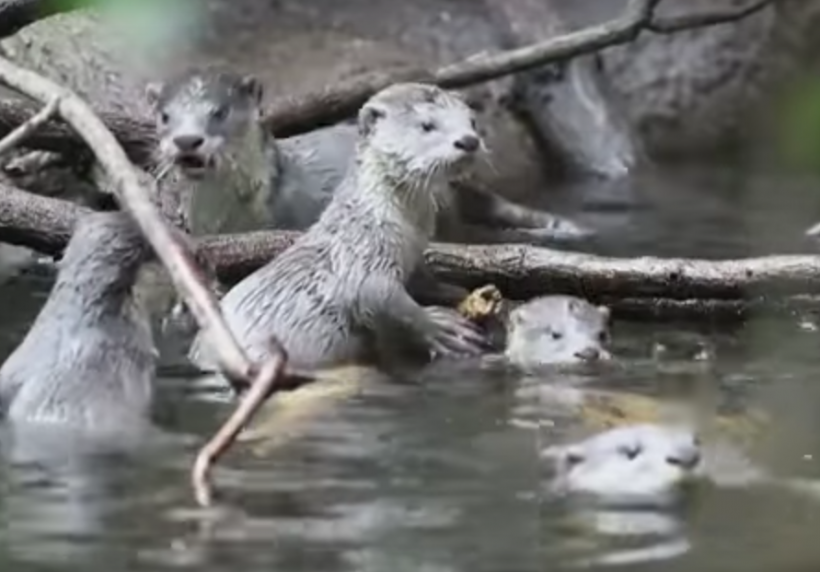Otters are cute enough, but BABY OTTERS?!!! (Image Credit: YouTube/AP Archive)