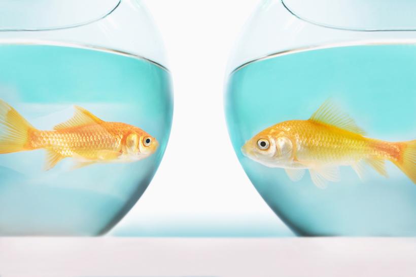 I went to the pet store, peered into some glass bowls, found a reasonable facsimile of the original fish, and voila: Boonga Two-nga. Image: Thinkstock.