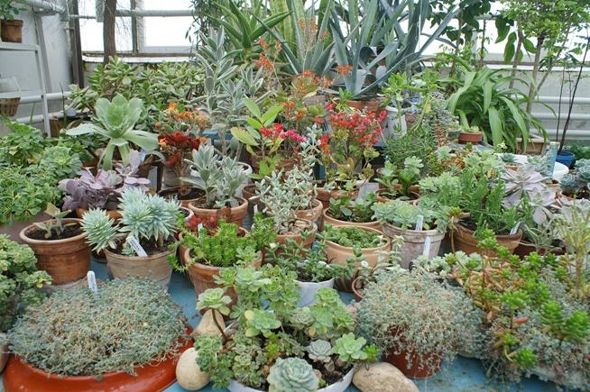 Succulents galore! Image: <a href="https://upload.wikimedia.org/wikipedia/commons/7/7e/5-bio-bsu-botany.jpg">Wikipedia</a>