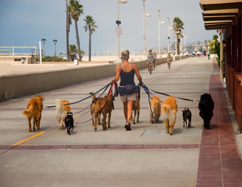 Walk dog job jobs in florida miami
