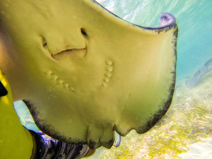 stingray giving birth