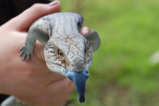 No way this cute lil guy is Team Ted! His tongue is blue. Dead giveaway.