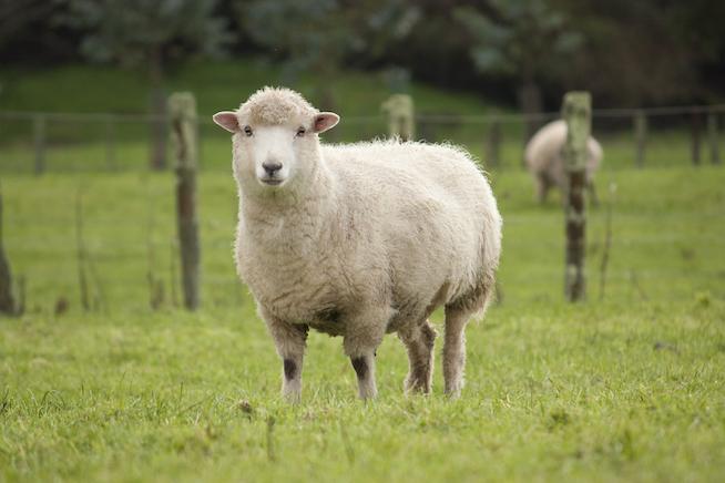 for-sale-a-herd-of-cute-sheep-on-the-welsh-countryside-all-for-1-45