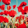Poppies might be "natural," but last time I checked, opium's not great for you... Image: Thinkstock.