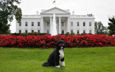 Bo admits he will miss the White House.