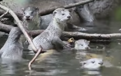 Otters are cute enough, but BABY OTTERS?!!! (Image Credit: YouTube/AP Archive)