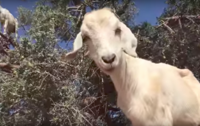 "Obviously, the most important part of this story is the visual of goats in trees." (Image Credit: YouTube/Gnxtgroup)