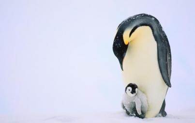 Wimpy emporer penguins have nothing on their ice age brethren (Credit: ThinkStock)
