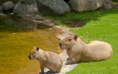 "Capybaras are the world’s largest rodents and they look sort of like jumbo-sized guinea pigs."