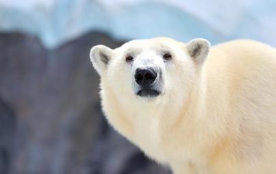 Stuck at work because of... polar bear posse. That happened. (Image Credit: Think Stock)
